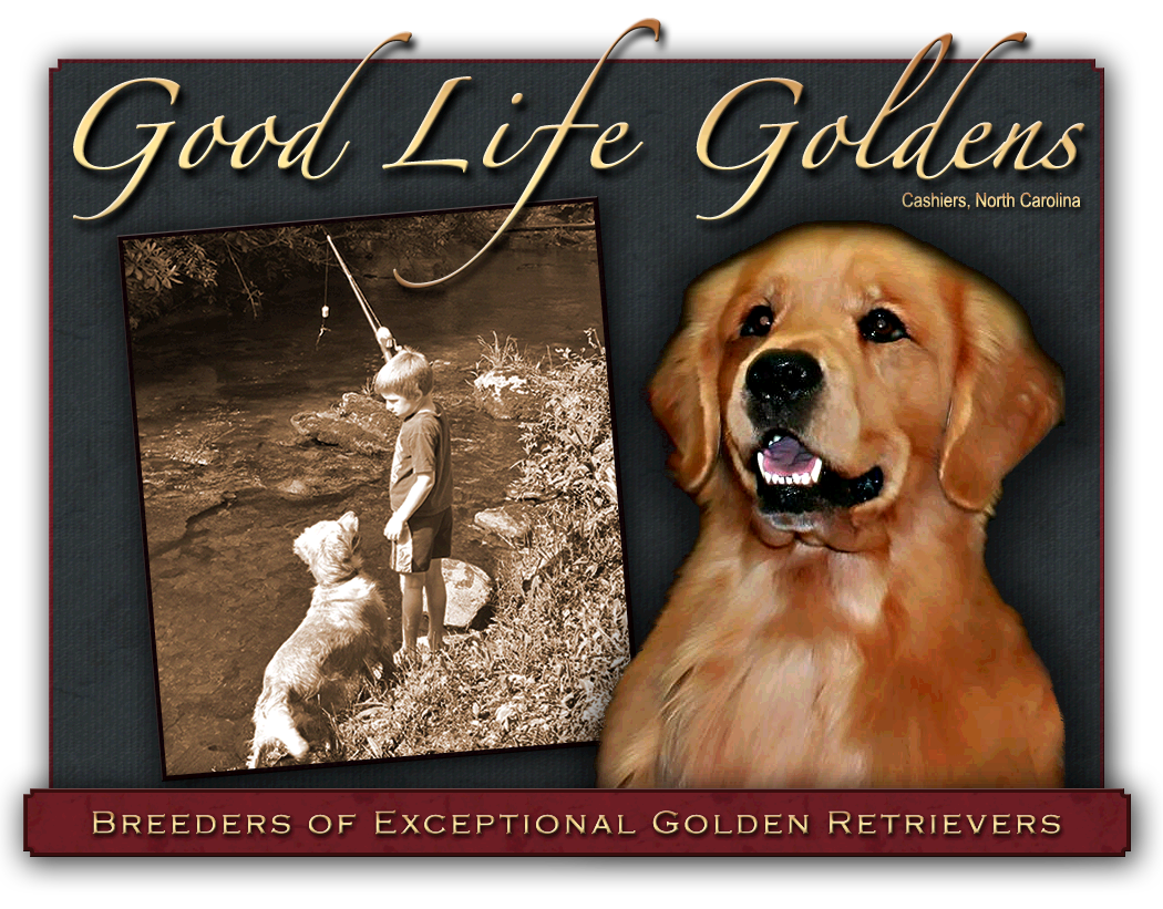 Welcome to Good Life Goldens in Cashiers North Carolina, the Heart of the Blue Ridge Mountains