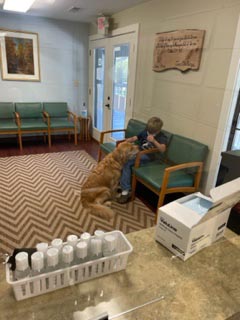 Therapy Dog Trickster comforting a dental patient