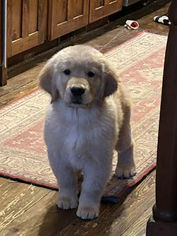 Harrison x Cassie pups.