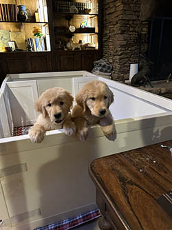 Harrison x Cassie pups.
