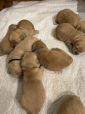 puppies 10 days old
