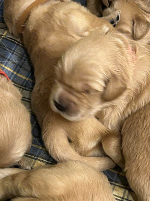 puppies 10 days old