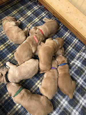 puppies 10 days old