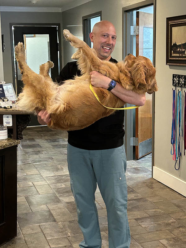 Momma Ginger with the reproduction vet on her way to having a c-section.