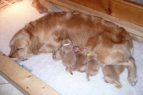 Maxie's 2010 Alphabet Litter consisting of six boys and three girls