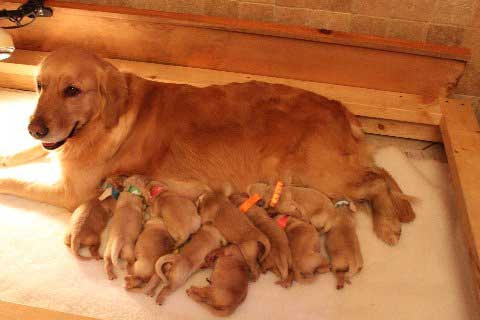 Maxie's 2011 University Litter consisting of six boys and five girls