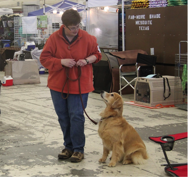 goodlife goldens bella practicing obedience