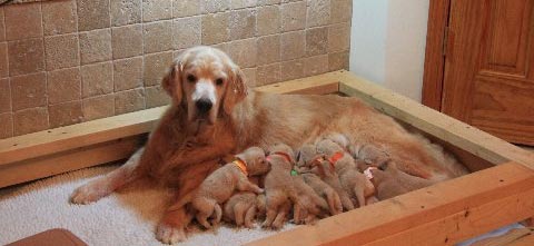 Cashie's 2012 Litter consisting of five boys and seven girls.