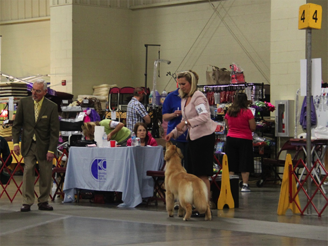 goodlife goldens indie in ring