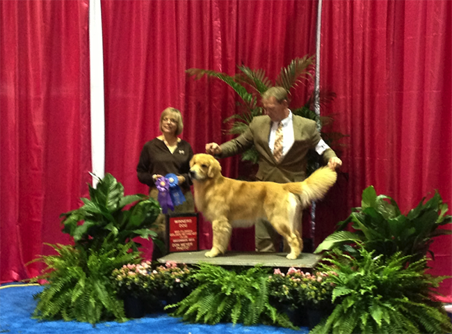 goodlife goldens teddy