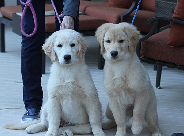 goodlife goldens twinkle and country