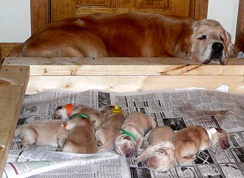 Cashie's 2009 litter consisting of four boys and five girls